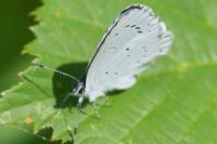 Celastrina argiolus
