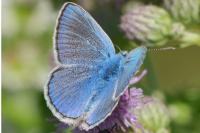 Polyommatus icarus
