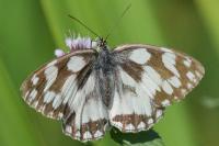 Melanargia galathea