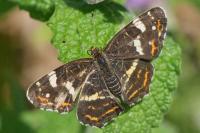 Araschnia levana
