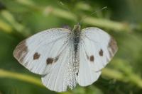 Pieris napi