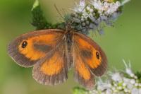 Pyronia tithonus