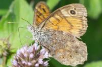 Lasiommata megera