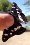 Limenitis reducta