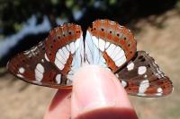 Limenitis reducta