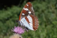 Limenitis reducta