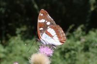 Limenitis reducta
