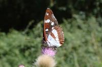 Limenitis reducta