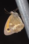 Pyronia tithonus