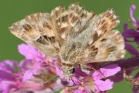 Carcharodus alceae