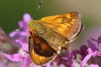 Ochlodes sylvanus