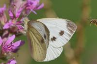 Pieris napi