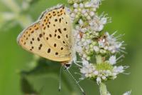 Lycaena tityrus