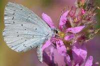 Celastrina argiolus