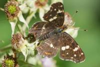 Araschnia levana