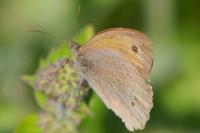 Maniola jurtina