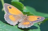 Pyronia tithonus