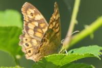 Pararge aegeria