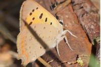 Lycaena phlaeas