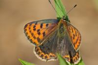 Lycaena tityrus