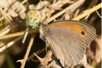 Maniola jurtina
