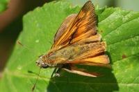 Ochlodes sylvanus