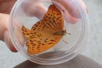 Argynnis paphia