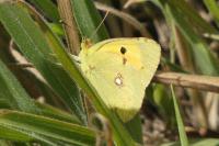 Colias crocea