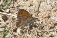 Coenonympha pamphilus