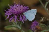 Celastrina argiolus