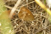 Pyronia tithonus