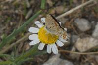 Aricia agestis