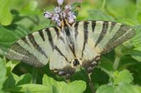 Iphiclides podalirius