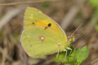 Colias crocea