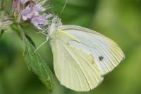 Pieris napi