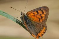 Lycaena phlaeas