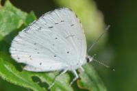 Celastrina argiolus