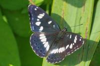 Limenitis reducta