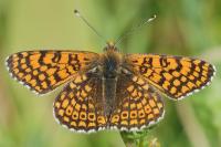Melitaea cinxia