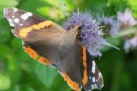 Vanessa atalanta