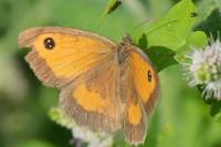 Pyronia tithonus