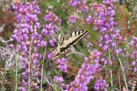 Papilio machaon