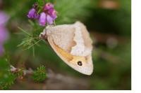 Maniola jurtina