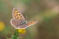 Lycaena tityrus
