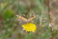 Lasiommata megera