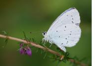 Celastrina argiolus