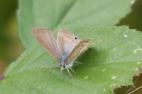 Lampides boeticus