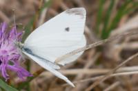 Pieris rapae