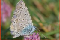 Polyommatus icarus
