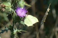Gonepteryx rhamni